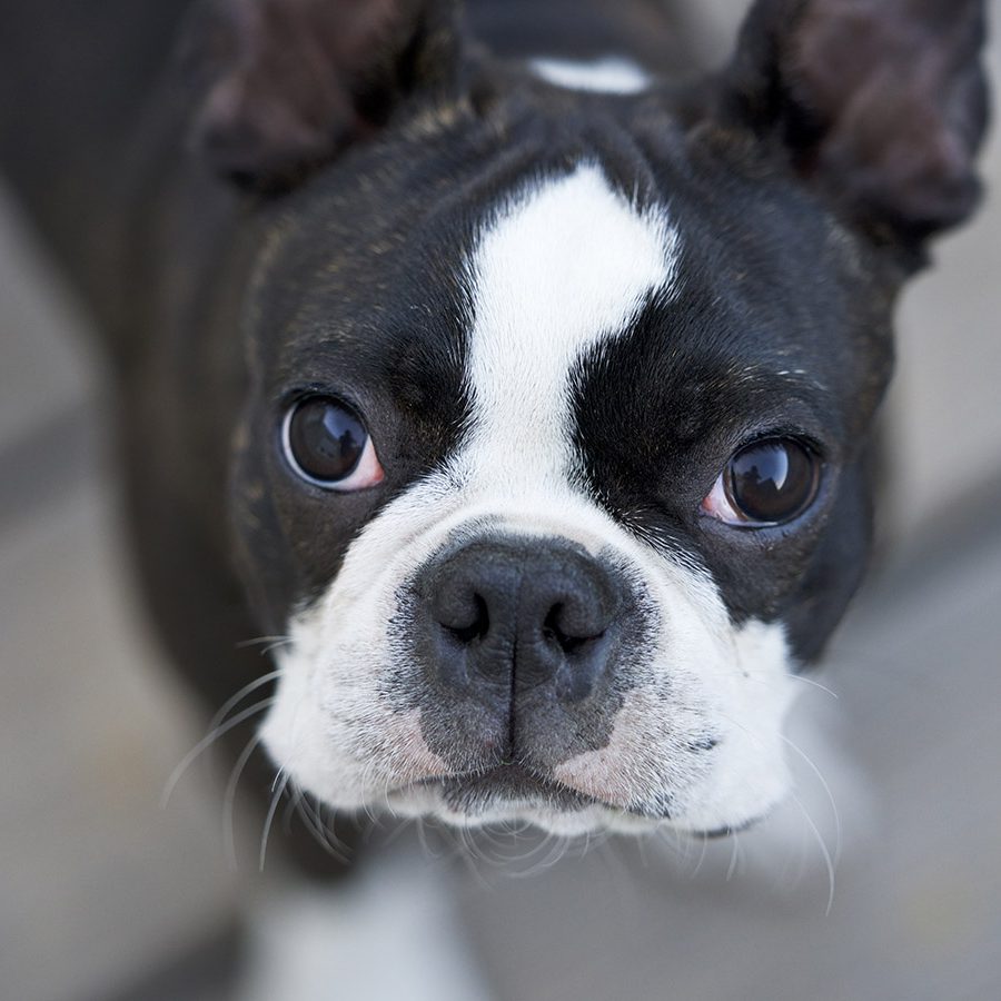 igorthegoodboy-on-ig-boston-terrier-G_7WU5AFBvQ-unsplash